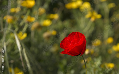 Wild Red Poppies in the blooming Field.Spring in Nature Concept.Natural Background