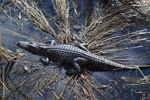 Alligator resting in sawgrass on Lake Kissimmee, Florida