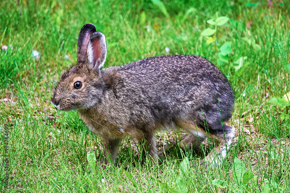 Fototapeta premium A snowshoe hare standing on all legs hopping