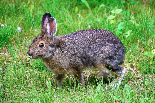 A snowshoe hare standing on all legs hopping