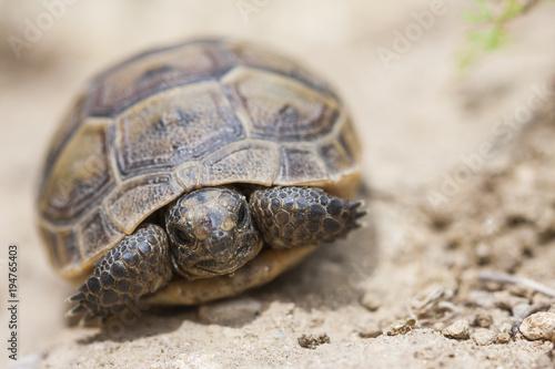 The common Tortoise (Testudo graeca) or also known as Greek tortoise, or spur-thighed tortoise, is one of the 5 species of Mediterranean tortoise. Juvenile animal © Viktor