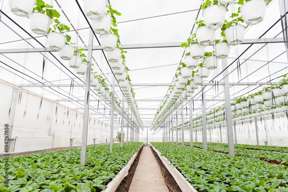 Flower culture in a greenhouse Flower culture in a greenhouse