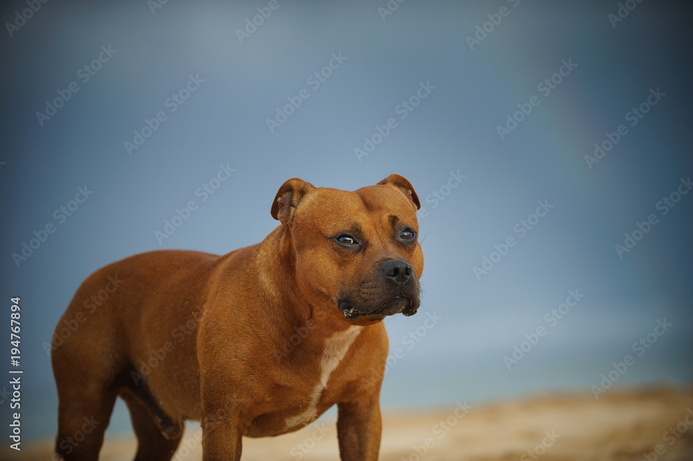 Staffordshire Bull Terrier dog standing on beach with blue sky and rainbow Staffordshire Bull Terrier dog standing on beach with blue sky and rainbow