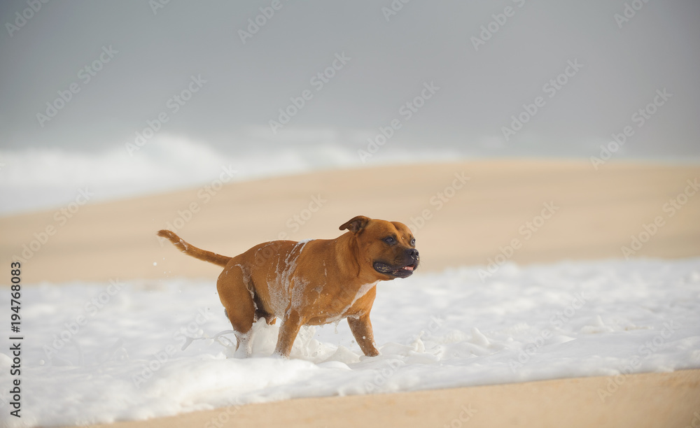 Staffordshire Bull Terrier dog walking through ocean waves