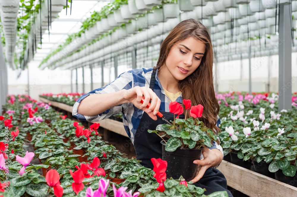 Pretty florists woman working with flowers in a greenhouse holding scissors