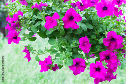 Pink blooming petunias background close-up