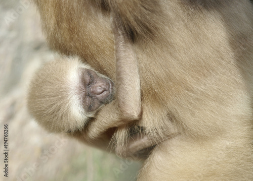 Wallpaper Mural A baby lar gibbon ape, Hylobates lar. The little baby is sucking his mother. The touching monkey kid has clinged his hands to the wool. Torontodigital.ca
