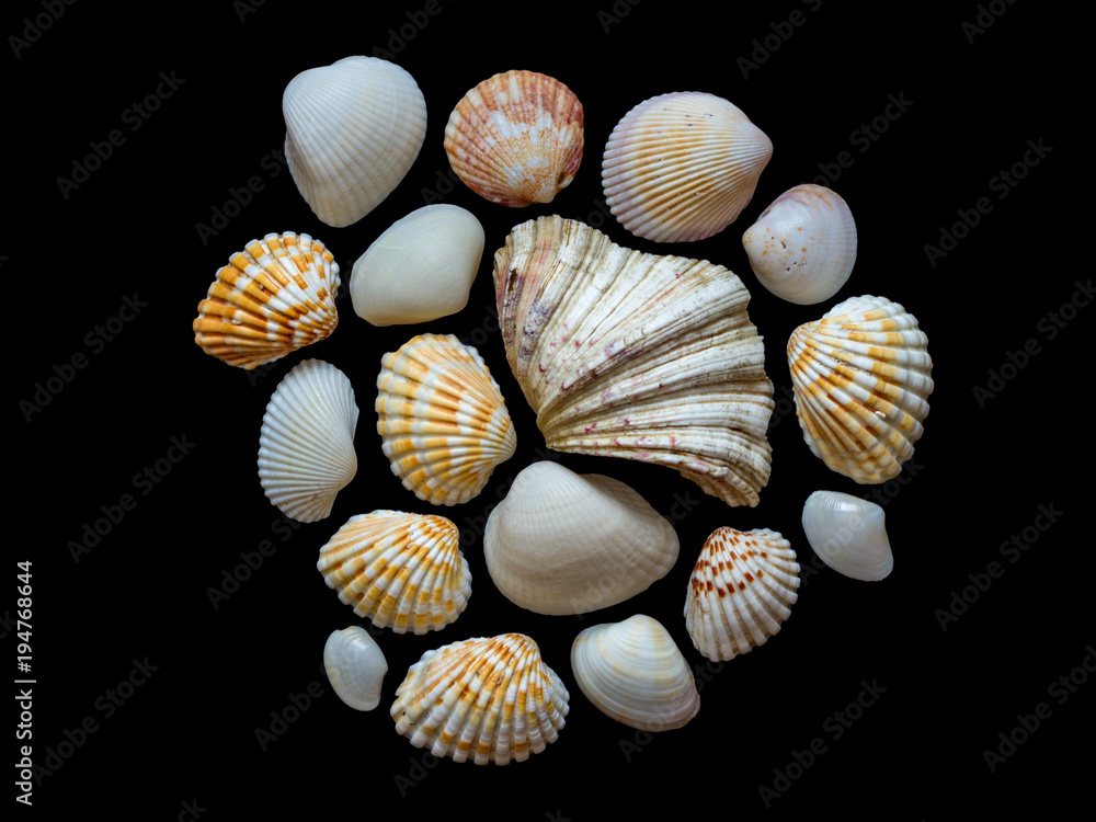 Sea shells Sea shells