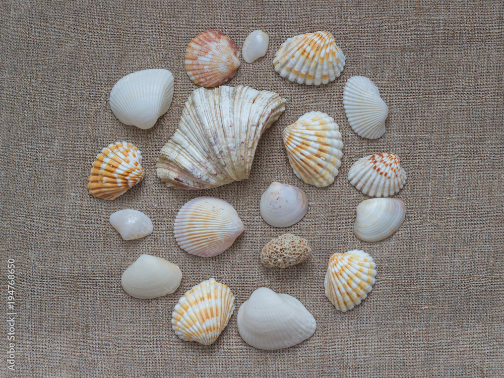 Shells on canvas