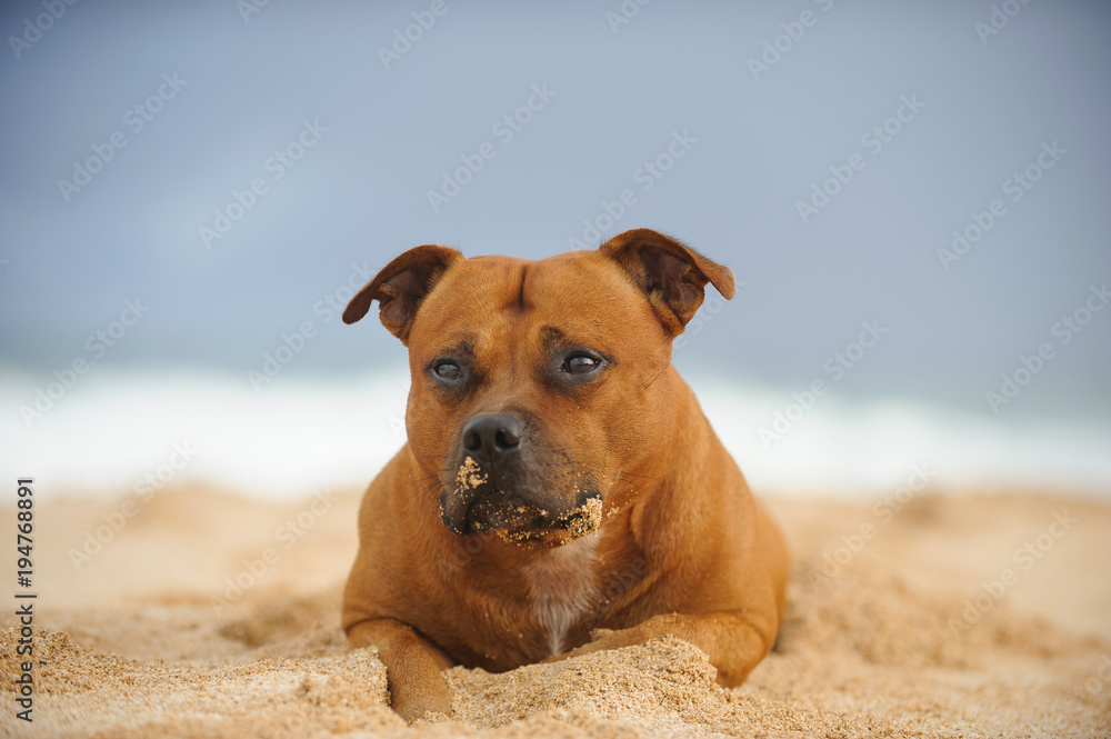 Staffordshire Bull Terrier dog lying down in beach sand