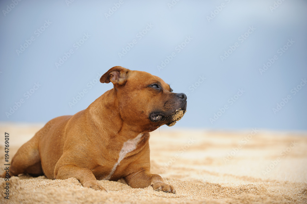 Staffordshire Bull Terrier dog lying down on sand beach Staffordshire Bull Terrier dog lying down on sand beach