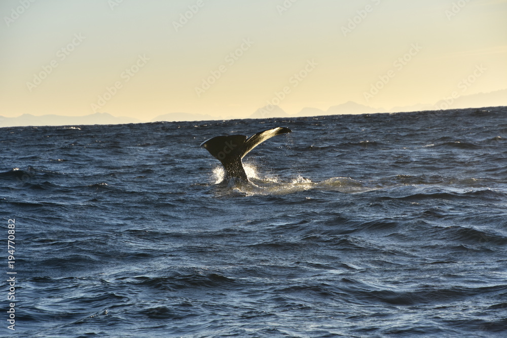 Fototapeta premium Norwegen Potwal