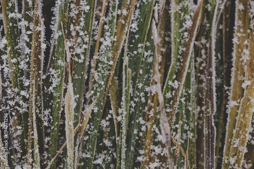 Fototapeta Naklejka Na Ścianę i Meble -  Abstract nature background, grass covered with ice, garden during winter time