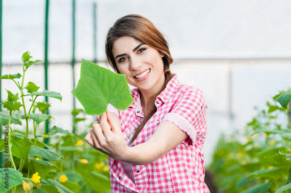 Beautiful young woman gardening and smiling at camera in a greenhouse with cucumber plants Beautiful young woman gardening and smiling at camera in a greenhouse with cucumber plants