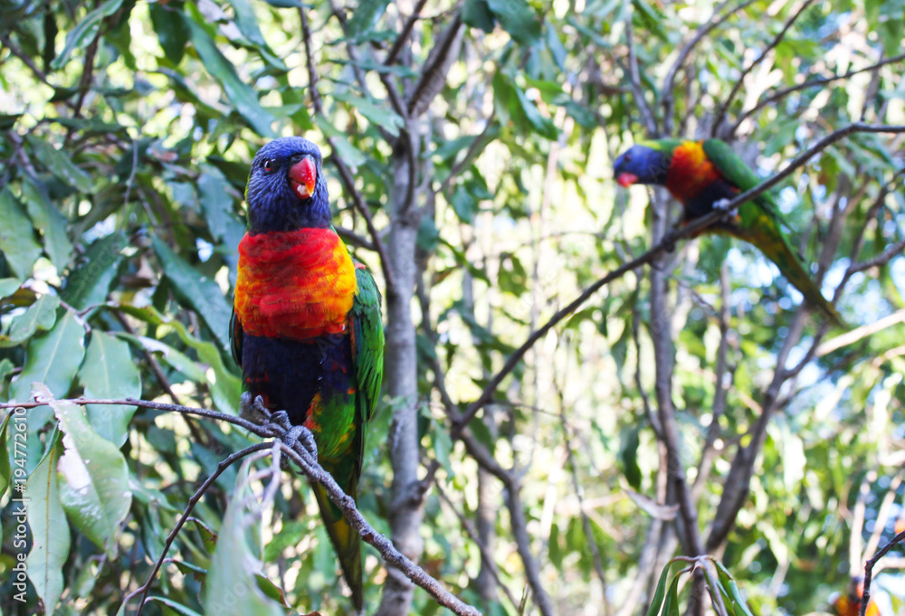 Obraz premium Lorikeet sitting on branch with food in mouth with out of focus bird behind
