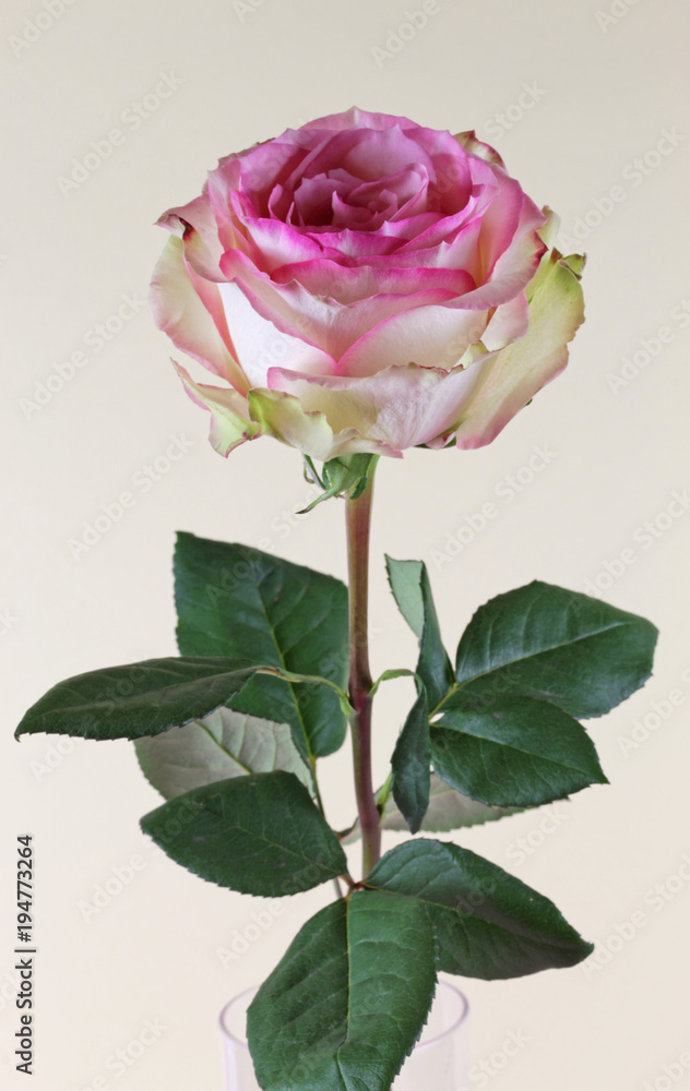Obraz premium Blühende Rose auf gelbem Hintergrund