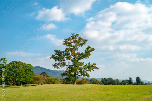 Big Tree in Park