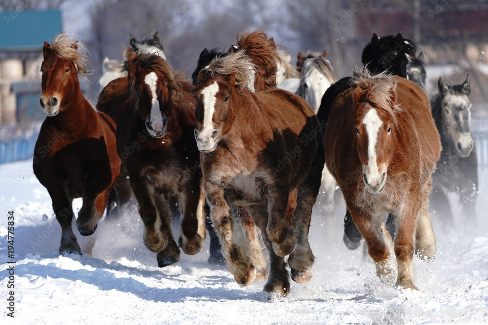 Naklejka premium 雪原を走る馬の集団