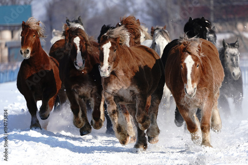 雪原を走る馬の集団