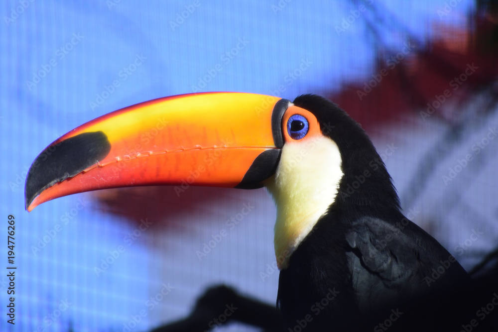 Fototapeta premium photo of the colorful toco toucan