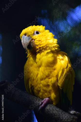photo side of the golden conure in the zoo