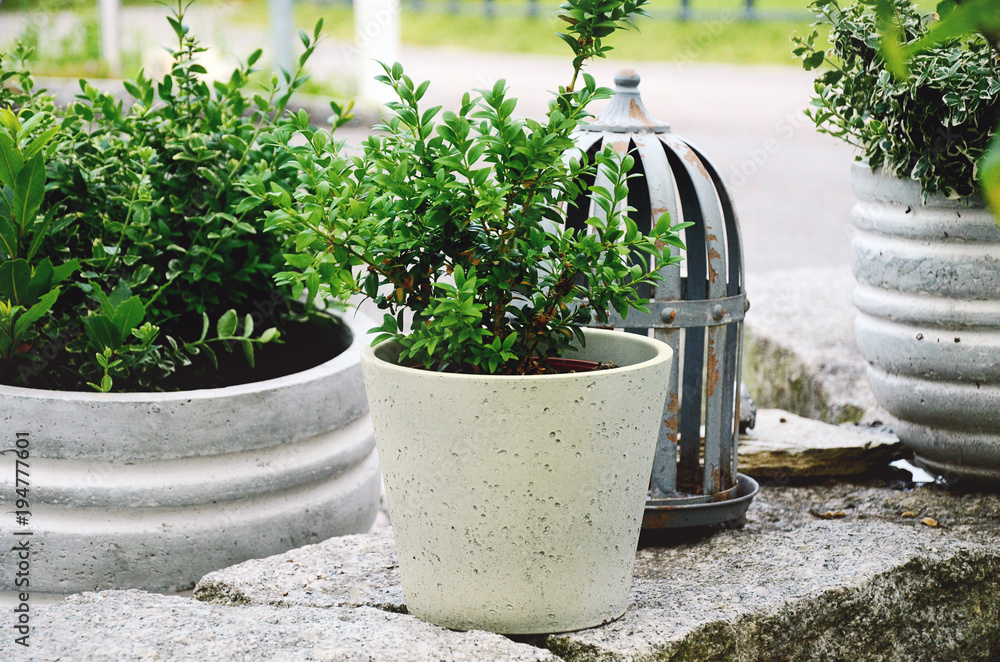 Stone garden arrangement at house entrance with green and white plants and concrete plant pots. Horizontal close up.