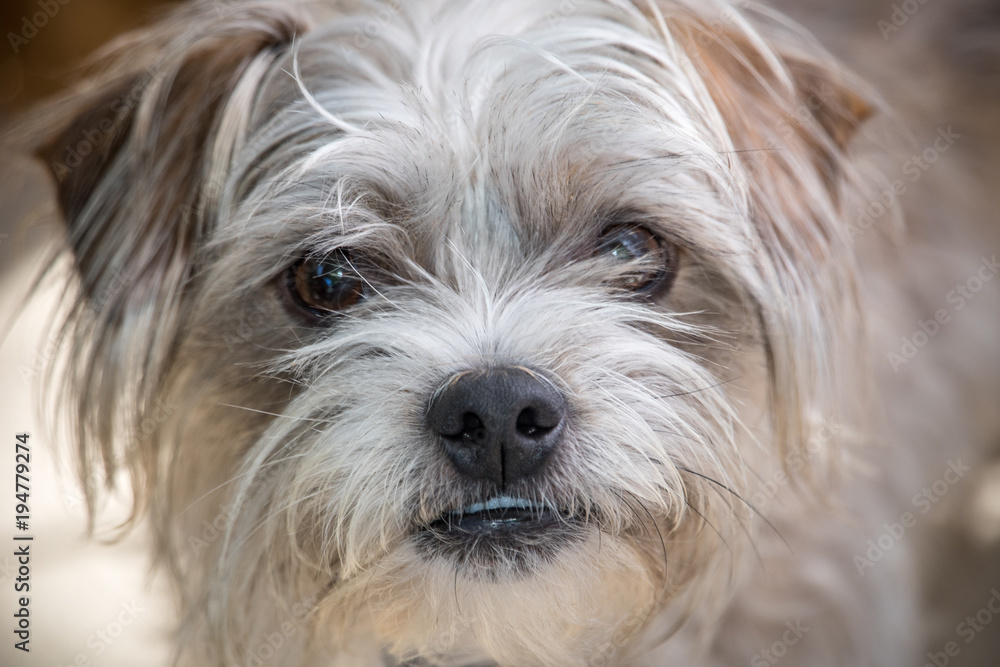 Closeup of small dog's face