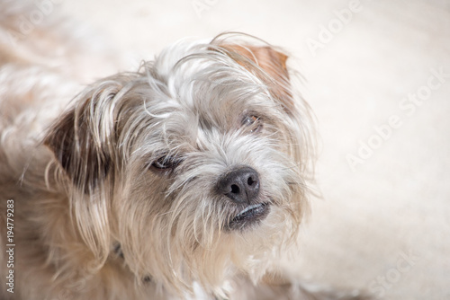 Portrait of small dog on pale background
