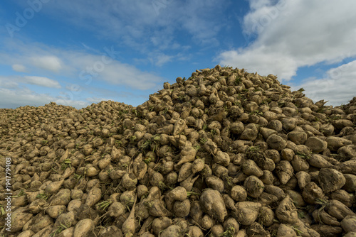 Harvest mountains of sugar beet