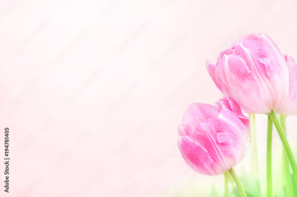 Spring blossoming tulips, bokeh flower background, pastel and soft floral card, selective focus, toned Spring blossoming tulips, bokeh flower background, pastel and soft floral card, selective focus, toned