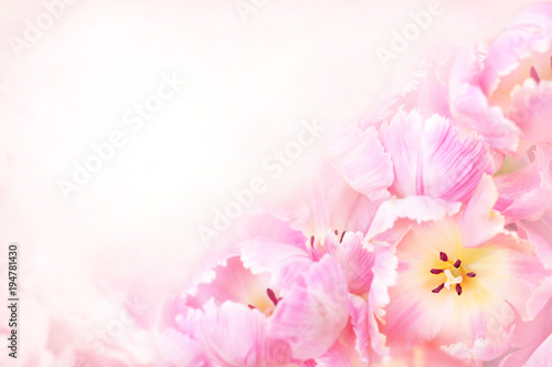 Spring blossoming tulips, bokeh flower background, pastel and soft floral card, selective focus, toned