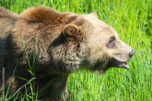 Wallpaper Mural Closeup head shot of large grizzly bear walking through tall grass. Torontodigital.ca