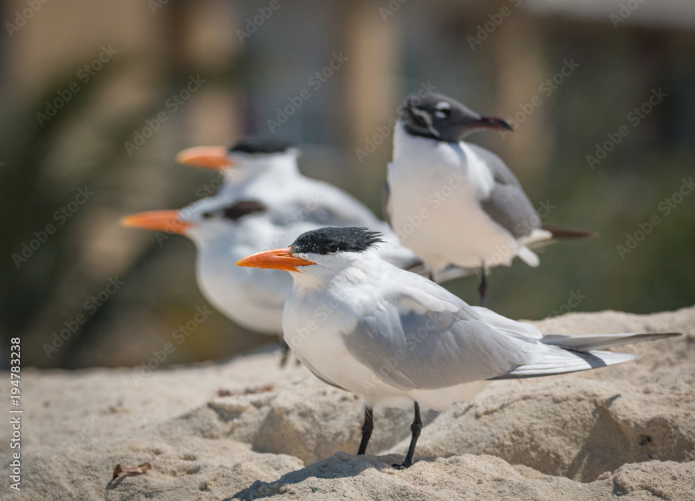 Royal Terns - Thalasseus maximus - Resting On The Beach Royal Terns - Thalasseus maximus - Resting On The Beach
