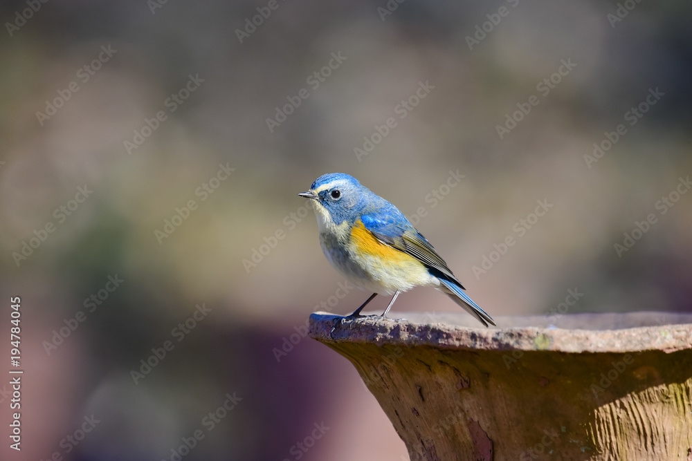 ルリビタキ雄(Red-flanked bluetail)