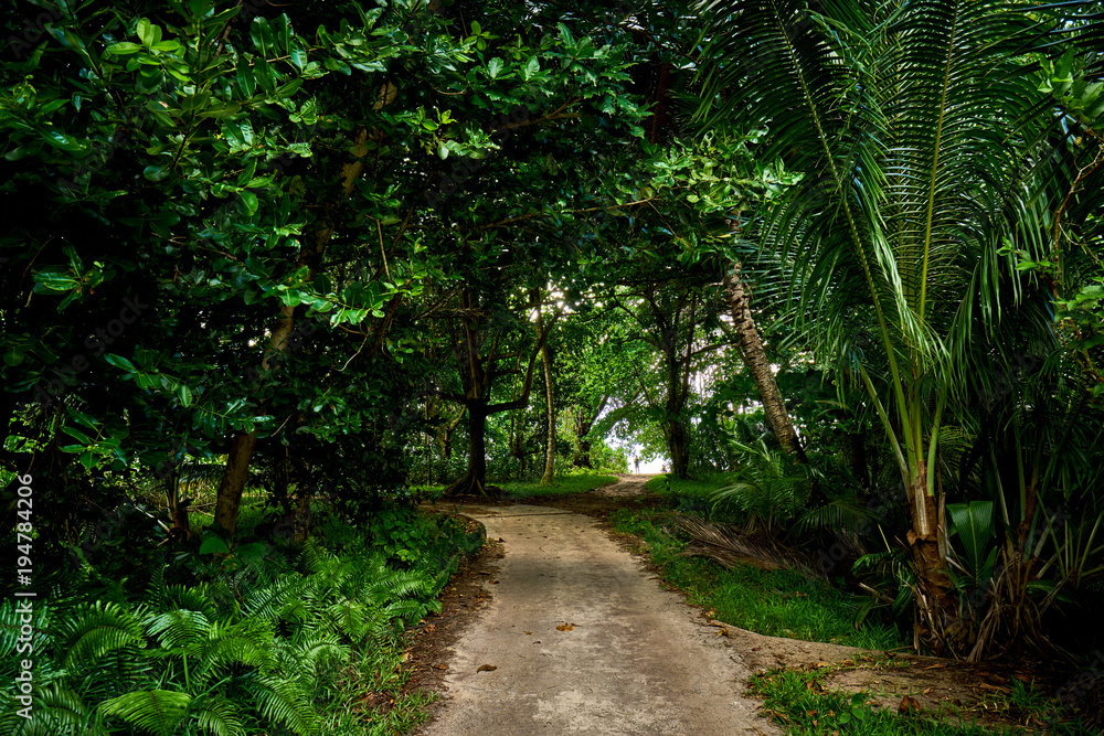 beautiful tropical forest of seychelles beautiful tropical forest of seychelles