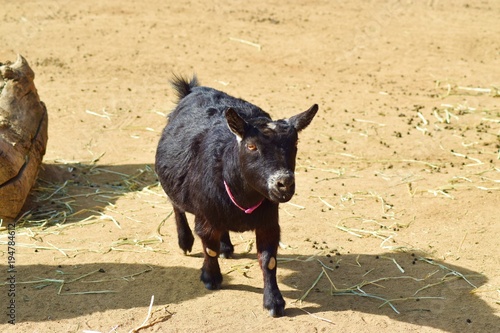 Little black goat