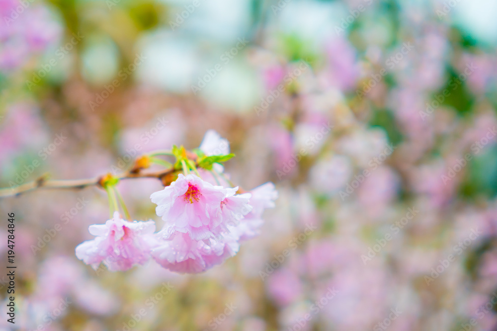 Fototapeta premium 満開の桜の花