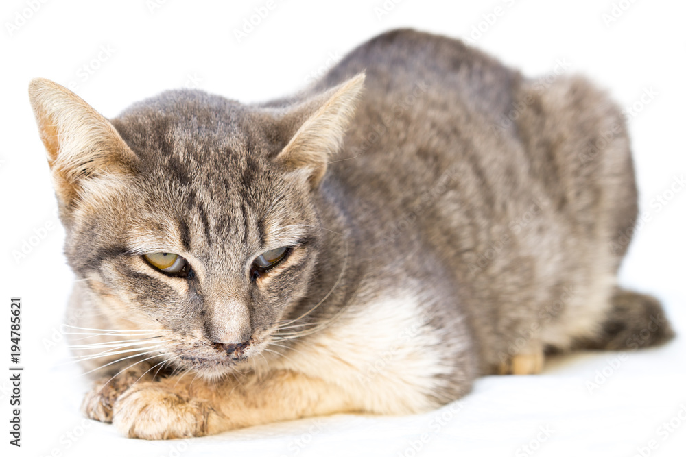 The cat sick as a Feline Calicivirus (FCV) and Feline Herpesvirus (FHV),Feline Parvovirus Enteritis on white background. The cat sick as a Feline Calicivirus (FCV) and Feline Herpesvirus (FHV),Feline Parvovirus Enteritis on white background.