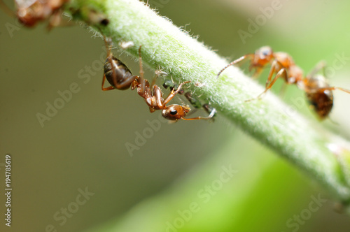 The ants eat aphids