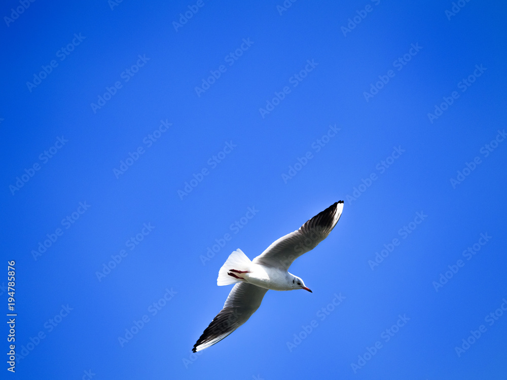 Obraz premium 青空とカモメ