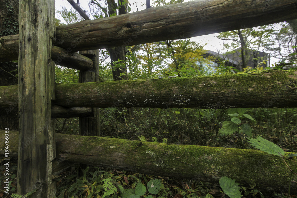 Naklejka premium Deep forest mossy old tree