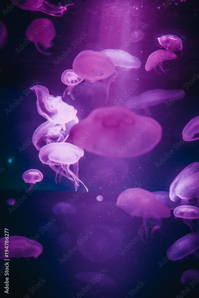A lot of violet jelly fishes floating in aquarium A lot of violet jelly fishes floating in aquarium