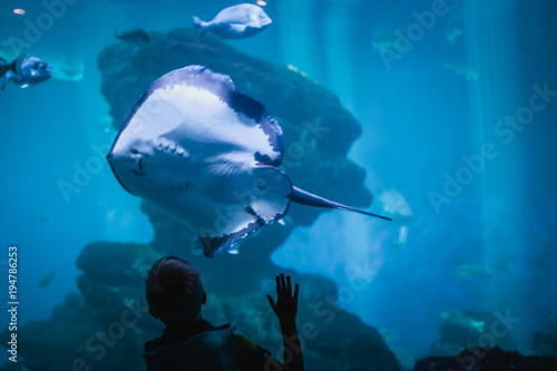 Little boy touching a tank with big fish at the aquarium