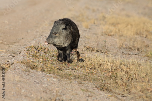 Javelina in Bosque del Apache National Wildlife Refuge, New Mexico