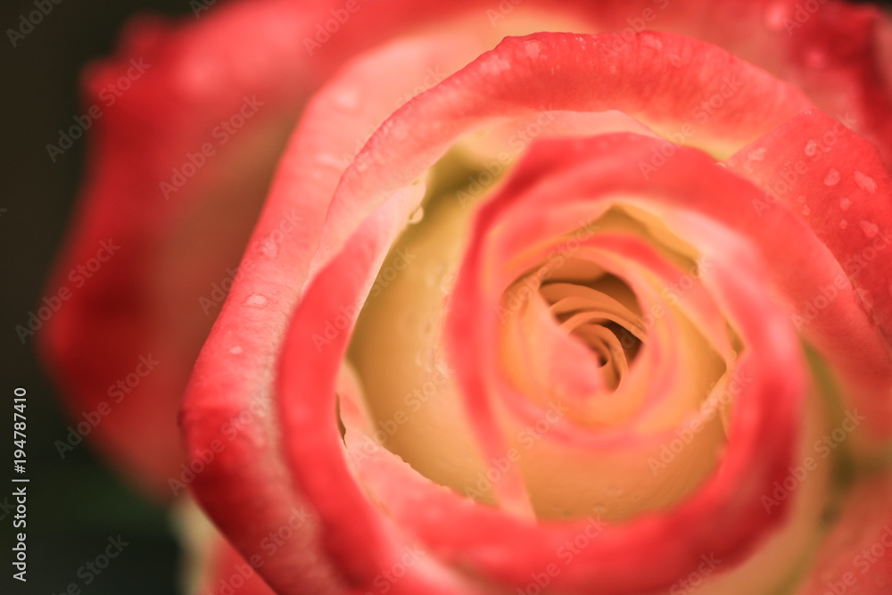 薔薇の花 薔薇の花