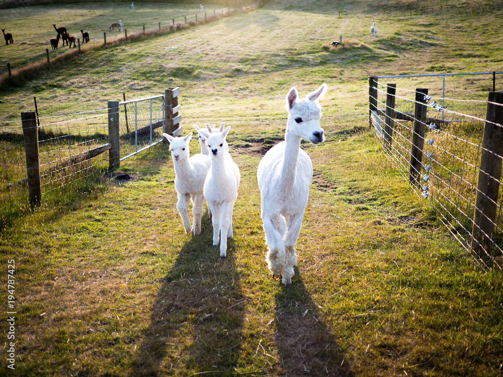 Naklejka premium Mother Alpaca and her Cria in Farmland with Sunset Shadows Cast