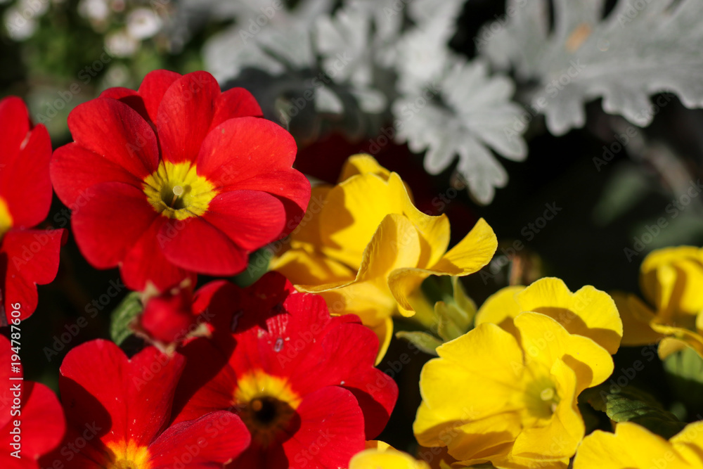 花 花