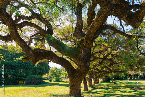 ARBOL, CEIBO, PLANTA