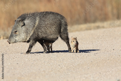 Javelina in Bosque del Apache National Wildlife Refuge, New Mexico photo