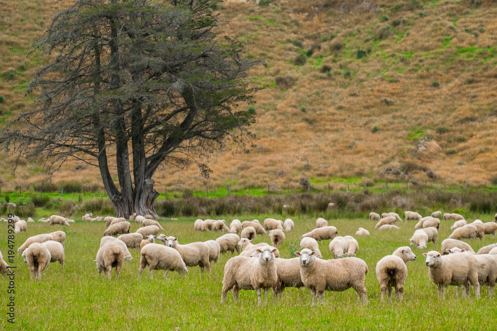 Flock of sheeps grazing in green farm in New Zealand